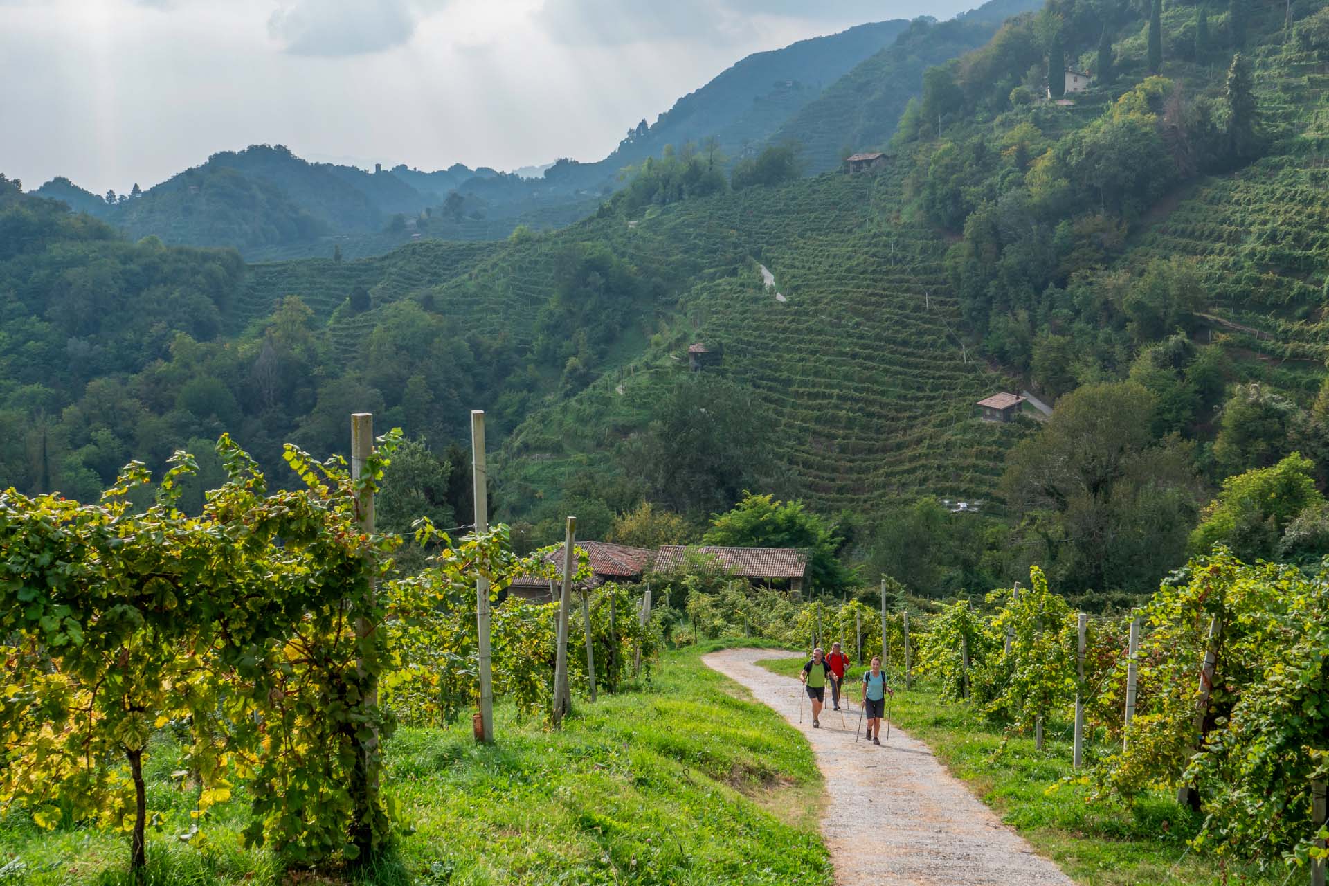Scorcio su Vigneti (Farra di Soligo) cammino colline prosecco