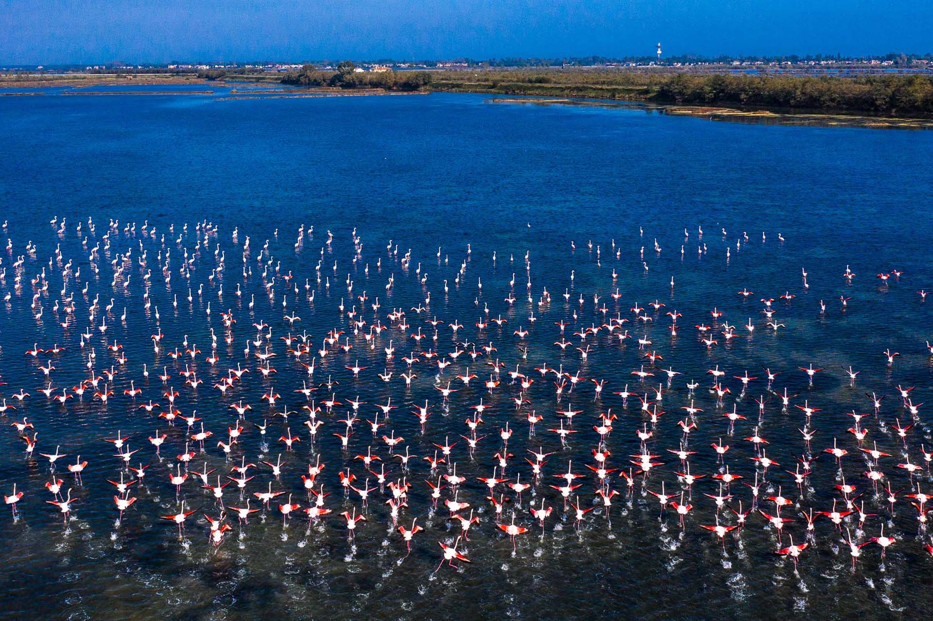 Delta Po Uno stormo di fenicotteri rosa 1