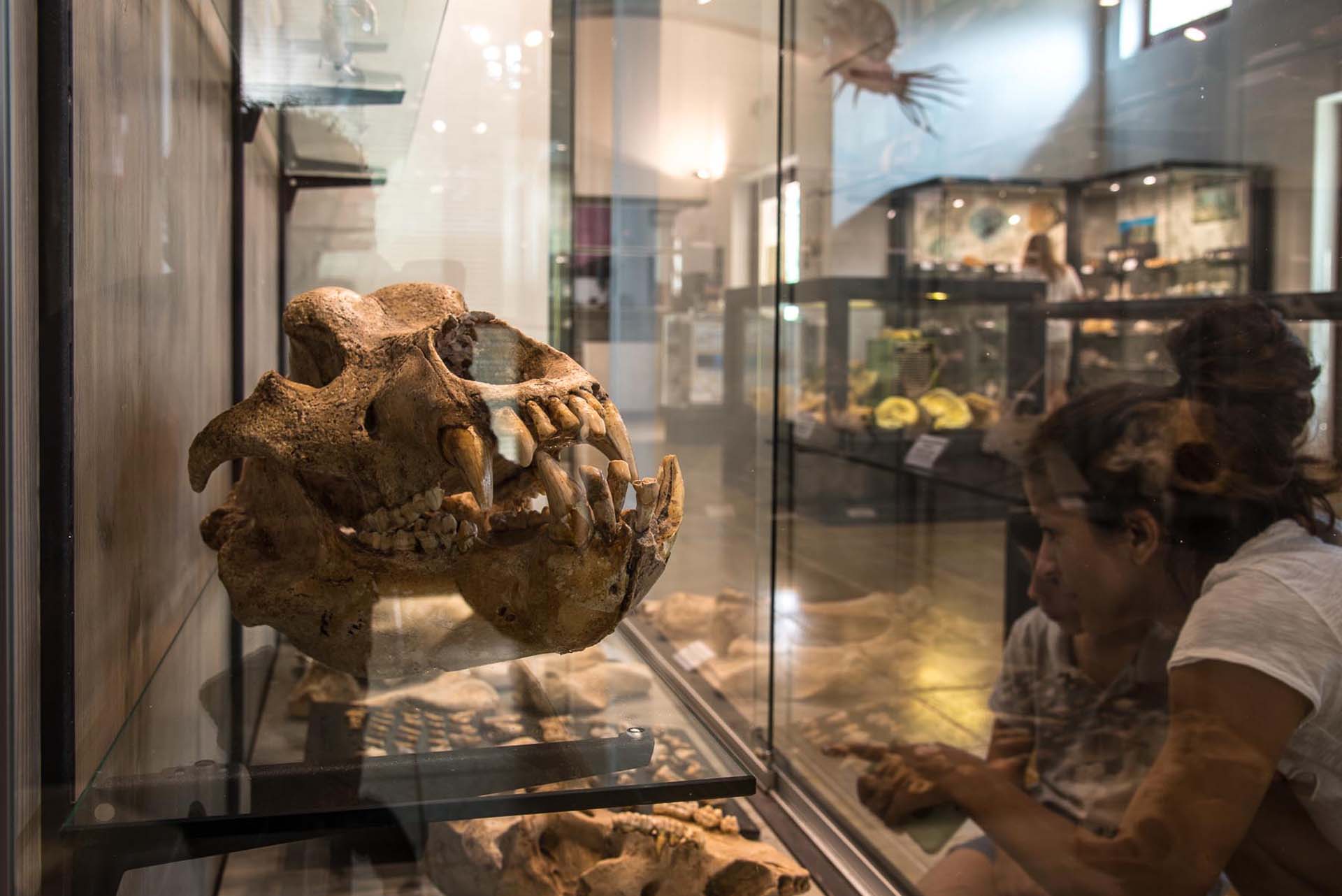 Lessinia Museo Geopaleontologico di Camposilvano Parco Naturale Regionale della Lessinia