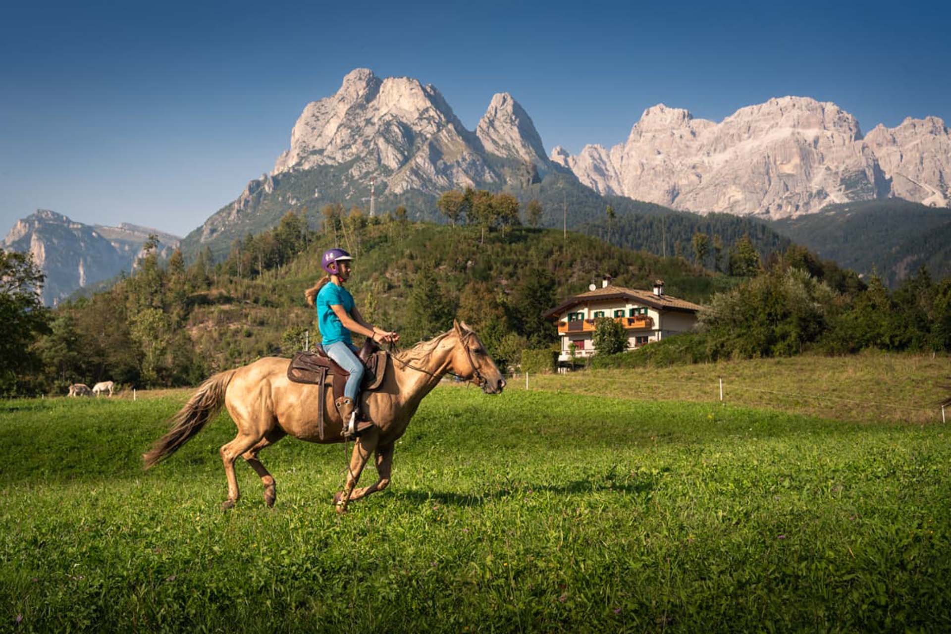 Cavallo Dolomiti 2