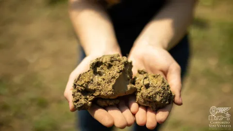 Mani di un agricoltore che tengono il Caranto, tipico terreno del Lison Classico DOCG