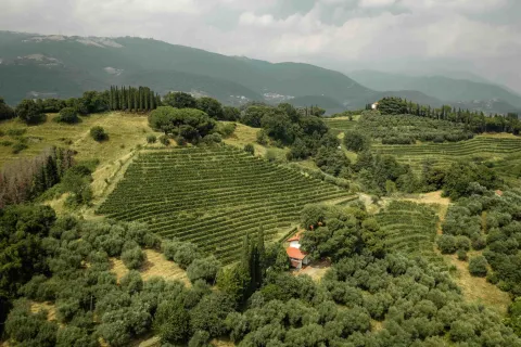 Paesaggio collinare con vigneti Breganze DOC