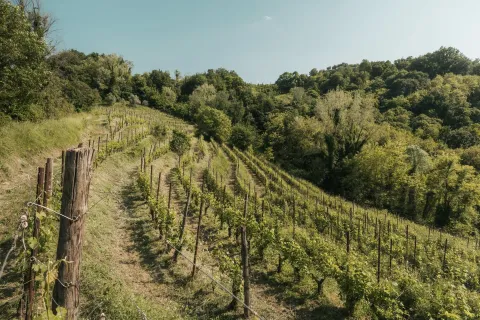 Paesaggio collinare con vigneti Breganze DOC