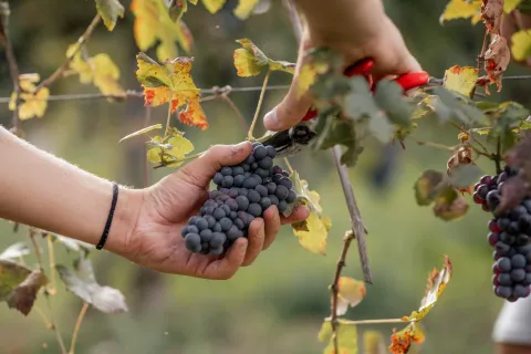 Mani che tagliano un grappolo di uva Breganze DOC
