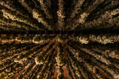 Grappoli di uva Breganze DOC appesi durante l'appassimento