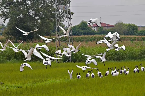 Ibis Reali in Risaia tra Nogara e Isola della Scala