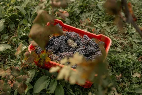 Cesta rossa di grappoli di uva Breganze DOC in mezzo ai vigneti