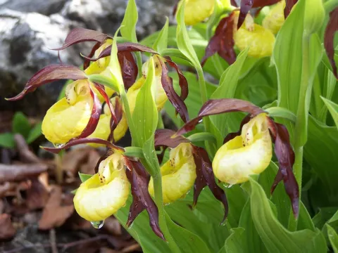 Orchidee Giardino Lorenzoni