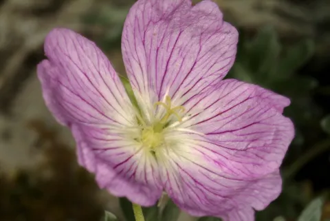 Primo piano geranium argenteum Giardino Botanico Alpino G. Lorenzoni