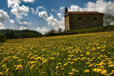 Chiesetta di Santa Margherita a Rotzo, la più antica dell'Altopiano di Asiago Sette Comuni, immersa in un prato di fiori gialli
