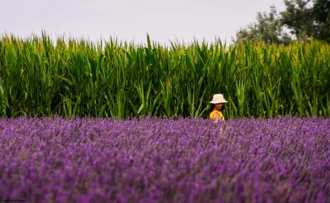Signora passeggia tra piante di mais e la lavanda polesana del Delta del Po