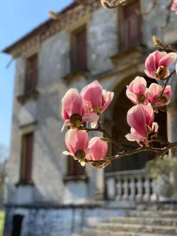 Ramo fiorito con sfondo di Villa Roberti a Brugine