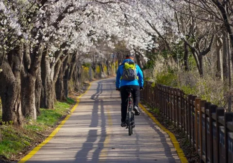 Bicicletta lungo viale alberato in fiore