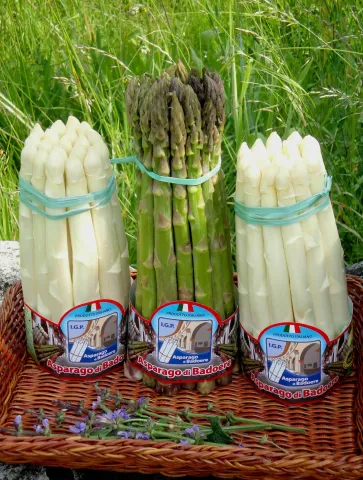 Asparago di Badoer IGP