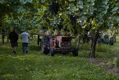 Trattori e agricoltori in mezzo ai filare di Piave DOC