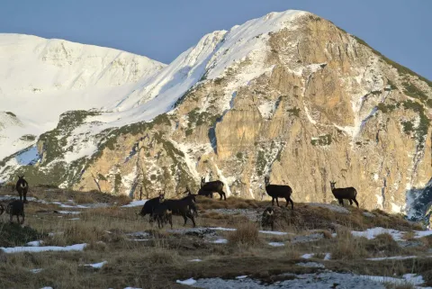 Branco di Camosci in Alta Lessinia innevata