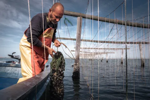 Pescatore raccoglie le Cozze di Scardovari