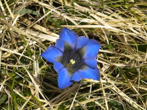 Fiore, Riserva Naturale di Somadida