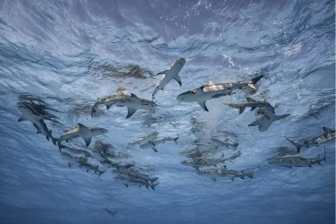Fotografia Grand Bahama di Cristina Mittermeier in cui si vede un gruppo di squali che nuota nell'oceano fotografato da sotto