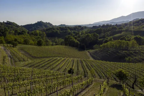 Vigneti del Montello e Colli Asolani DOC