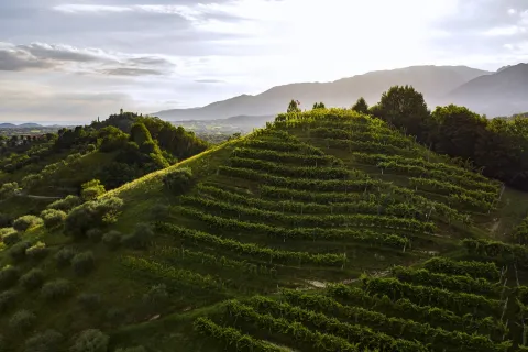 Vigneti del Montello e Colli Asolani DOC