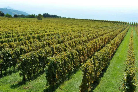 Vigneti di Lessini Durello DOC
