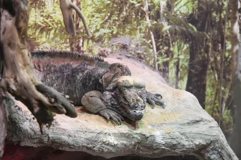 Iguana su una roccia di una sala del Tropicarium Park a Jesolo
