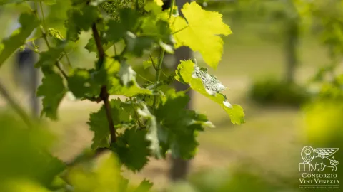 Vigneti con i primi grappoli di uva del Lison Pramaggiore DOC