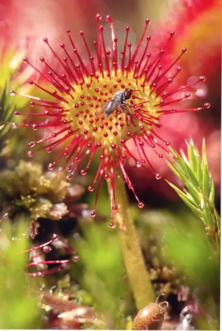 Primo piano Drosera Giardino Lorenzoni