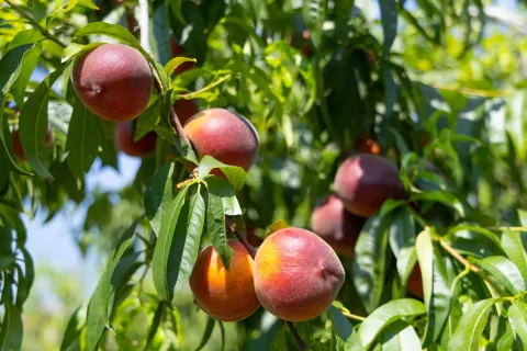 Pesche di Verona IGP ancora attaccate al ramo