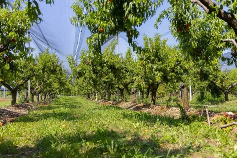 Frutteto di pesche di Verona IGP