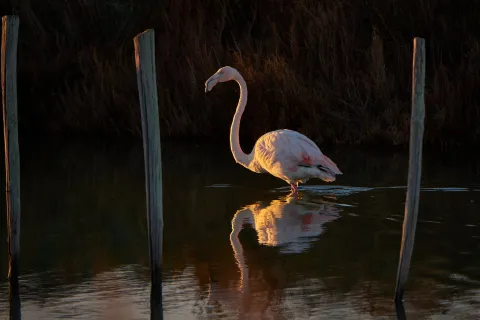 Fenicottero rosa fotografato presso la Valle San Leonardo nel Delta del Po