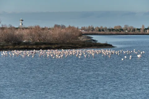 Stormo di fenicotteri nella Valle San Leonardo nel Delta del Po