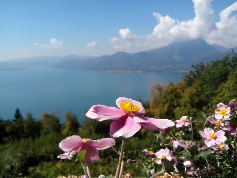 Primo piano di fiori con vista lago