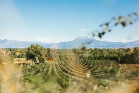 Vigneti e filari di Lugana DOC
