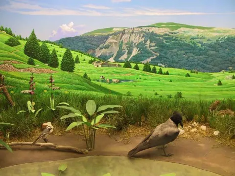 Diorama presso Museo Naturalistico Patrizio Rigoni ad Asiago