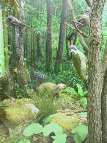 Diorama presso Museo Naturalistico Patrizio Rigoni ad Asiago