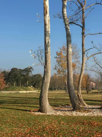 Alberi spogli e sentieri dell'Isola della Certosa a Venezia