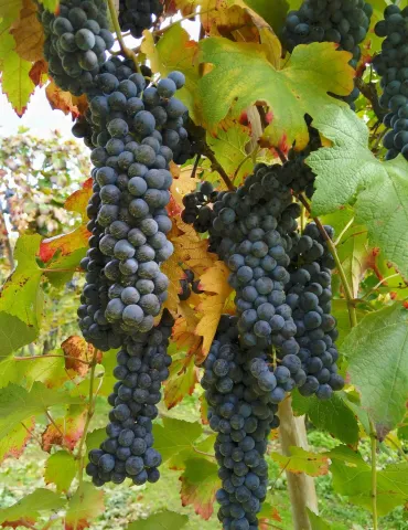 Grappoli di Piave DOC