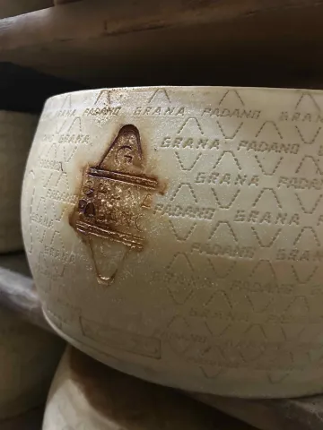 Forma di Formaggio Grana Padano DOP marchiata e riposta su uno scaffale per essere stagionata