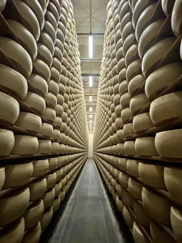 Scaffali ricolmi fino al soffitto di forme di formaggio Grana Padano DOP
