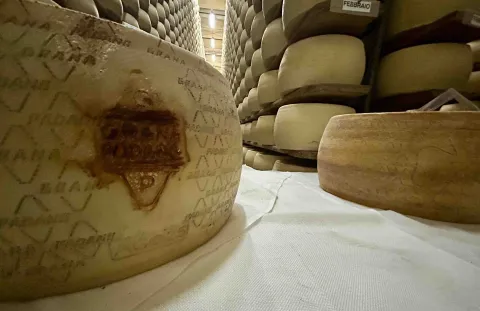 Forma di Formaggio Grana Padano DOP marchiata e riposta su uno scaffale per essere stagionata
