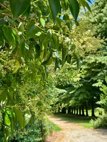 Viale alberato di Villa Giustiniani a Vanzo