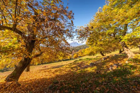 Alberi di Castagne a San Zeno di Montagna durante il foliage