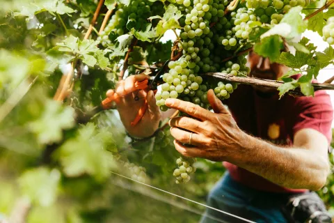 Agricoltore recide un grappolo di Lugana DOC