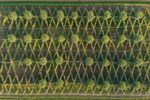 Vigneti e filari di Piave DOC visti dall'alto