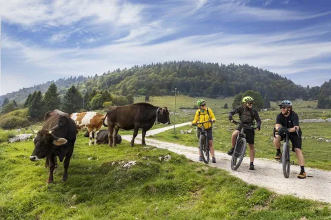 Ciclisti fermi vicino ad alcune mucche in un prato dell'Altopiano di Asiago e dei 7 comuni