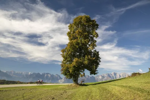 Panoramica Val Belluna con grande albero e due ciclisti