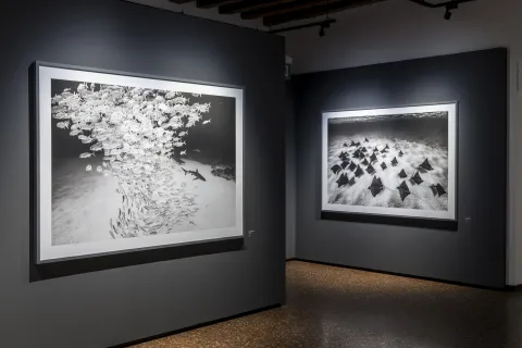Sezione della mostra fotografica di Cristina Mittermeier alle Gallerie d'Italia di Vicenza