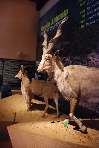 Installazione presso Sezione Naturalistica Musei Civici Bassano del Grappa